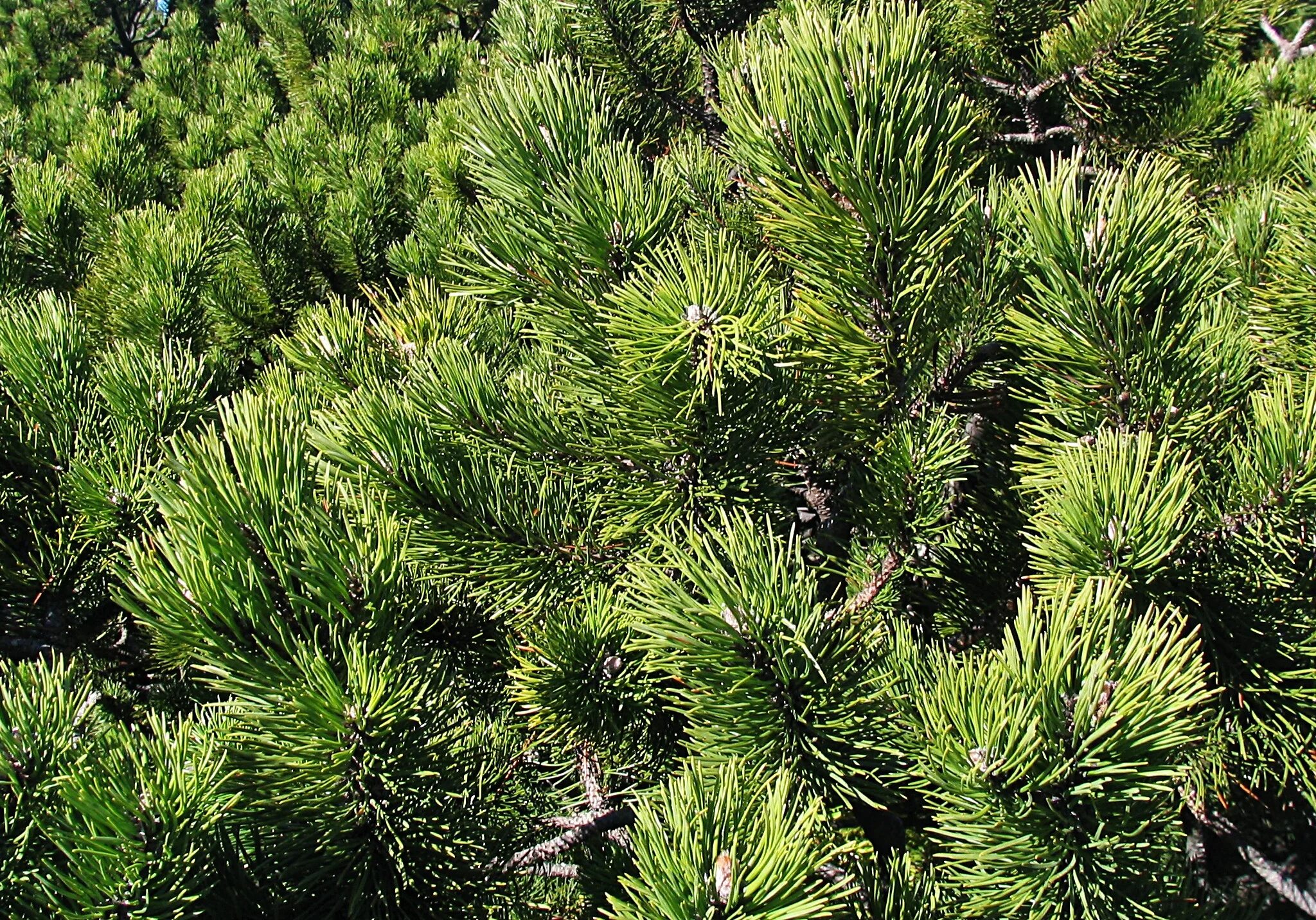 Хвойные кроны. Сосна Веймутова хвоя. Сосна Горная Пумилио. Pinus mugo Albovariegata Panoch. Pinus Sylvestris.