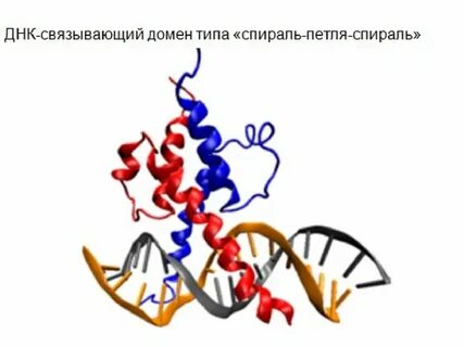 Ген роста
