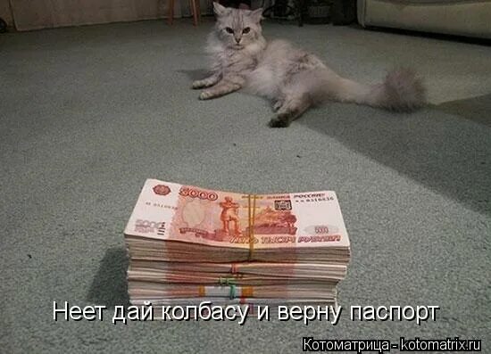 дайте колбасы. дайте колбаски. кот с колбасой. хочу колбасу. продам кота.