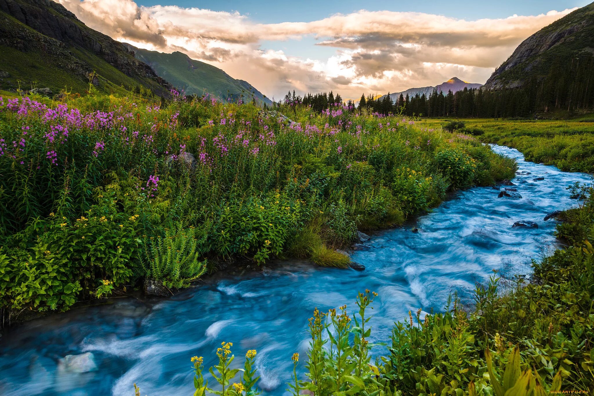Лес Вереск ручей Шотландия. Горная река Колорадо. Цветущая Долина горный Алтай. Горы лес озеро река Долина цветы. Цветущие реки и озера