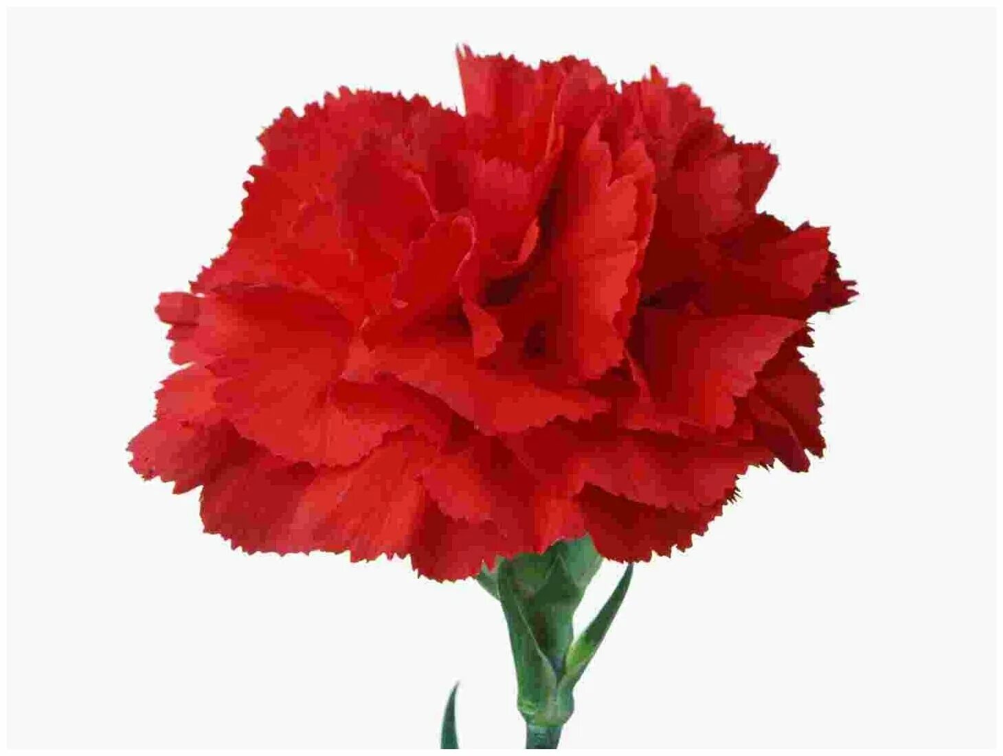 10 Spanish Flowers You Should Know About Red flowers, Beautiful flowers, Garden 
