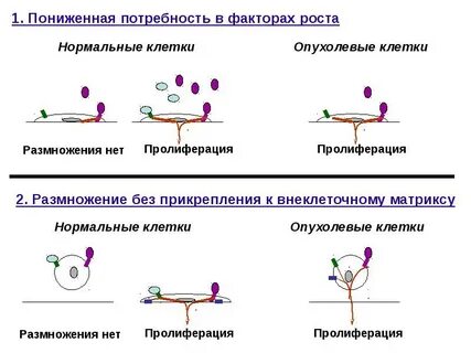 Пролиферация клеток рост