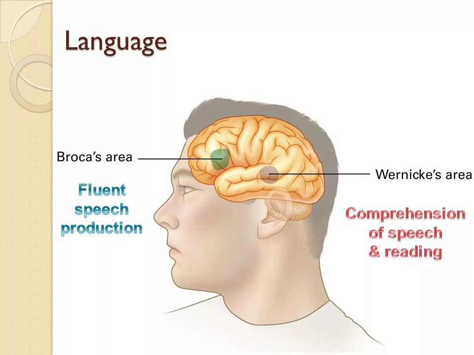 Speech reading. Speech reading