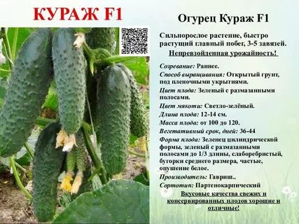 Огурцы кураж ф1 описание сорта фото отзывы