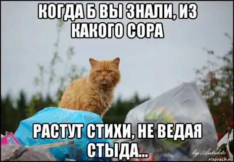 Когда б вы знали из какого