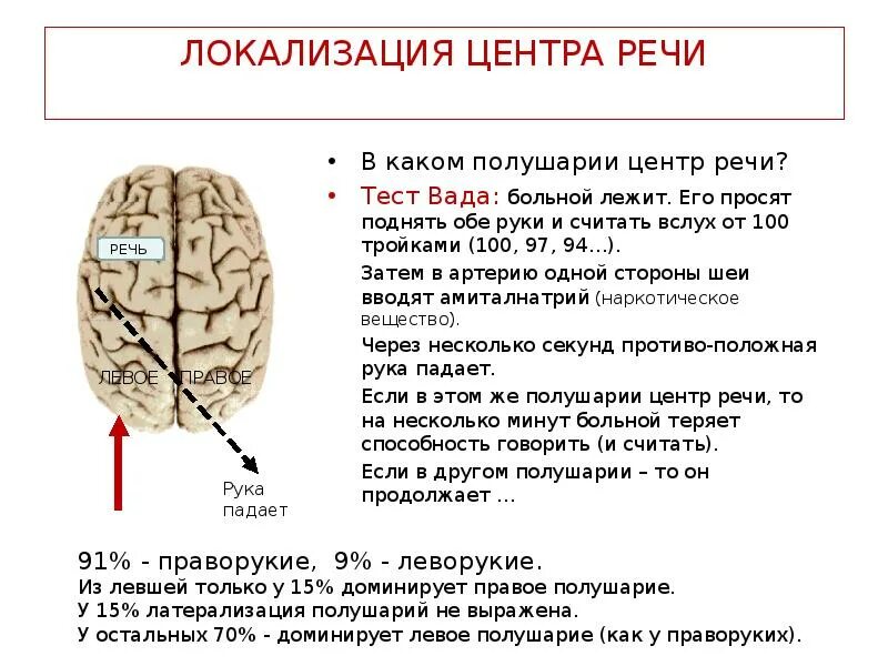 Правом полушарии