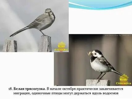 Изучение гнездового поведения белой трясогузки метод