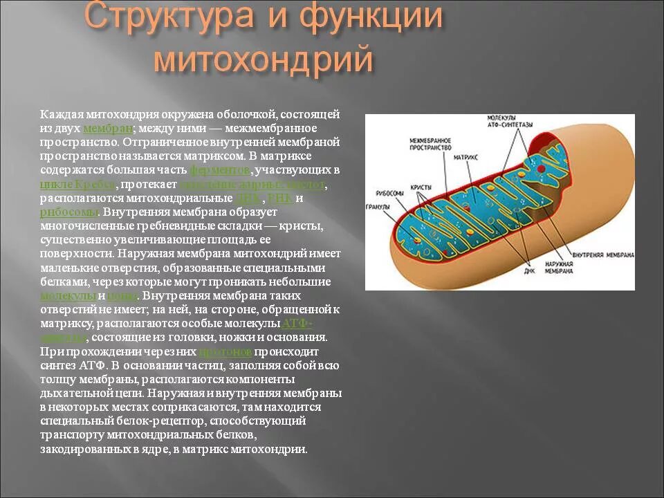 Каковы строение и функции митохондрий. Состав и строение митохондрии. Митохондрии строение и функции. Краткая характеристика митохондрии. Митохондрии строение и функции эукариотической клетки.