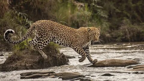 Wildlife photographer of the year 2024