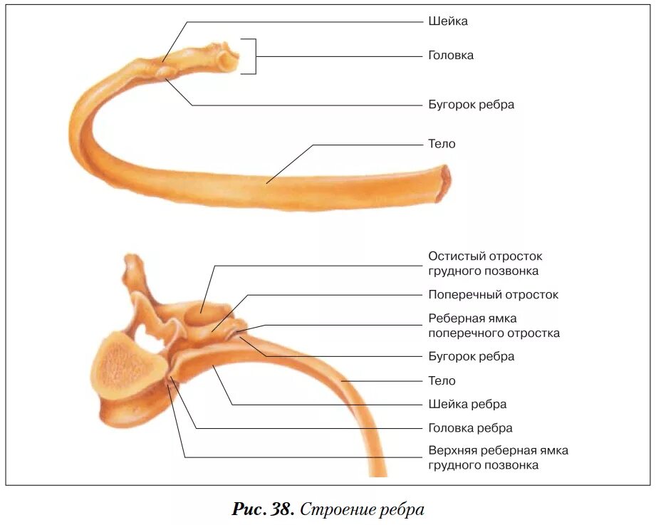 Строение ребра анатомия. Строение ребра анатомия рисунок. Строение костного ребра. Строение типичного ребра. Левое и правое ребро