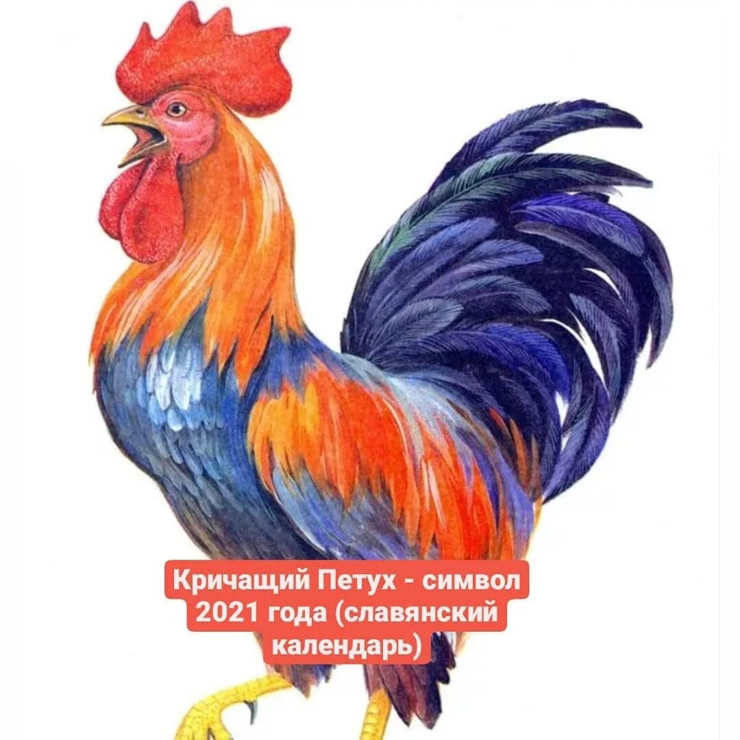 Год кричащего петуха по славянскому календарю. Год кричащего петуха по славянскому календарю. Славянский календарь кричащий петух. Петух. Кричащий петух по славянскому календар.