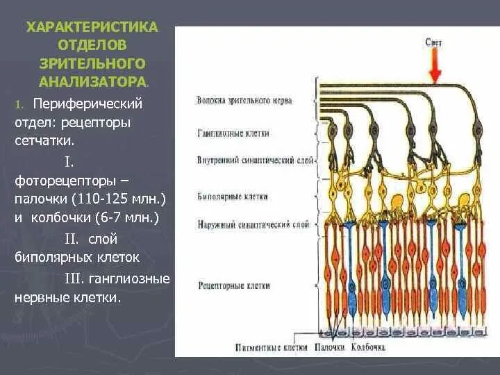 Периферический отдел зрительного анализатора сетчатки. Зрительный анализатор периферический отдел рецепторы. Ганглиозные клетки сетчатки функции. Палочки и колбочки сетчатки глаза.