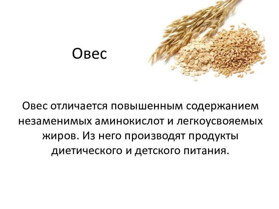 Овес районы. Овес. Злаковые овес. Овес информация. Овес для презентации.