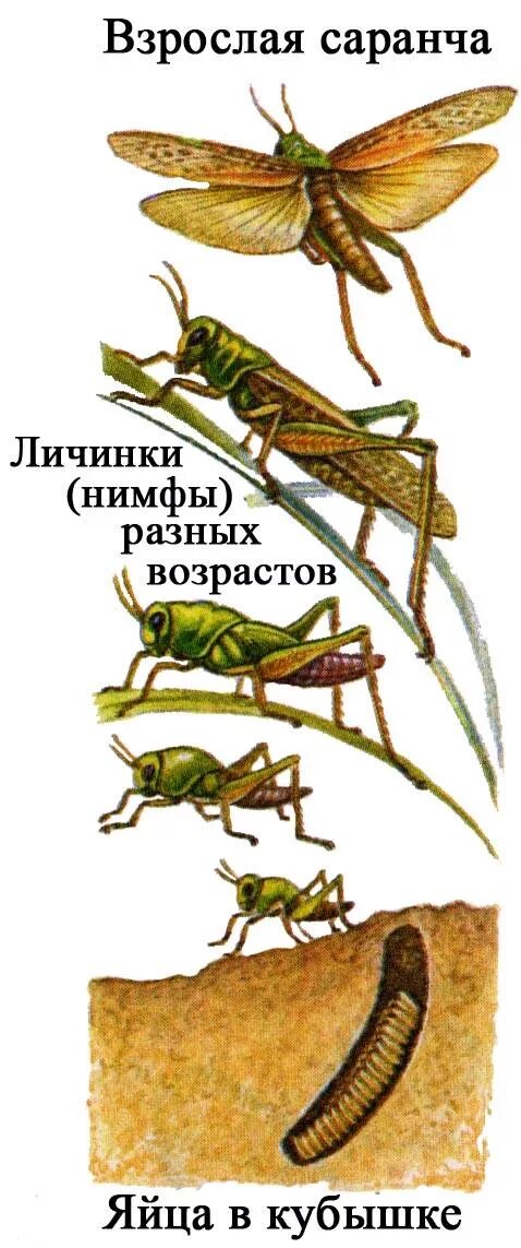 Чем питаются личинки саранчи. Личинка кузнечика. Личинка саранчи. Как выглядит личинка саранчи. Размножение саранчи.