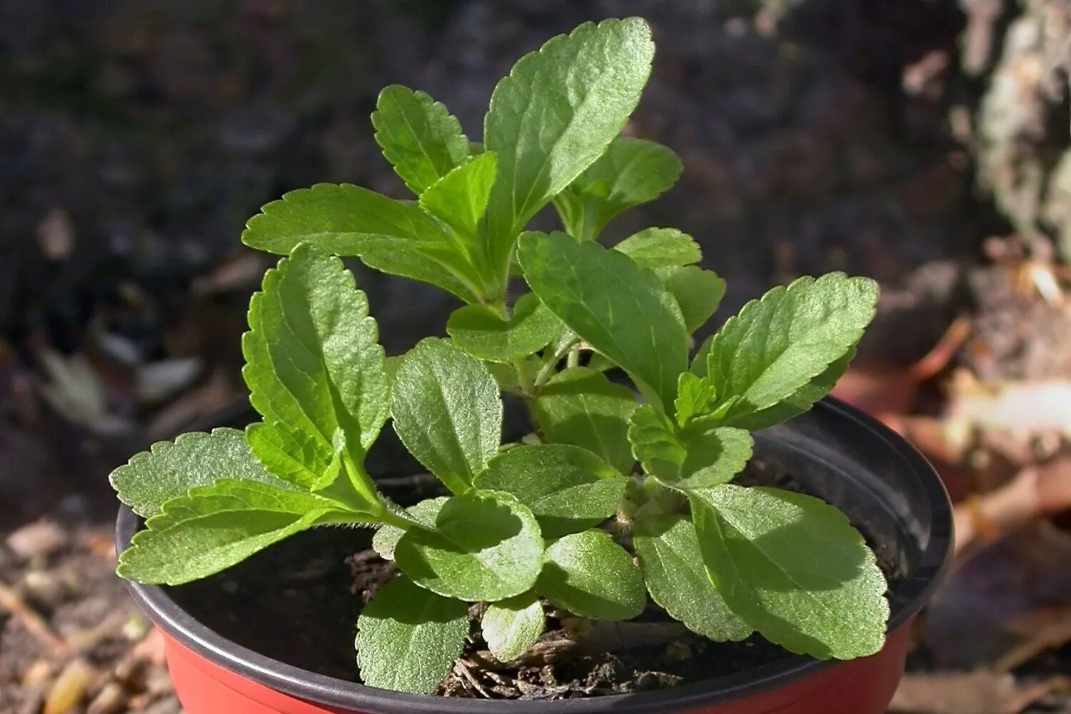 Stevia rebaudiana. Стевия растение. Стевия медовая растение. Стевия Ребо.