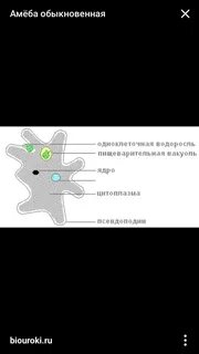 Какие функции выполняет амеба обыкновенная