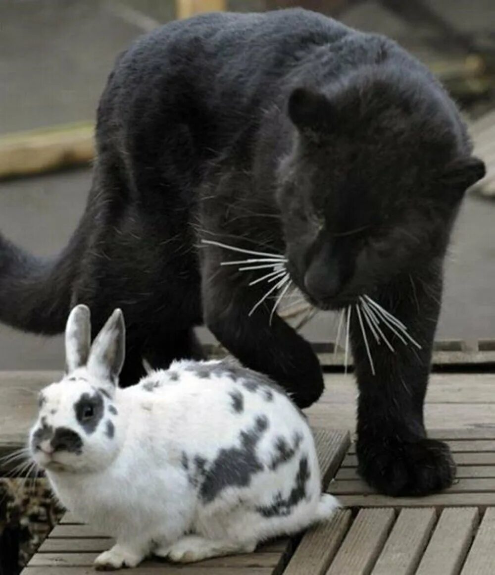 Пантера и кролик. Симбиоз пантеры и кролика. Кролик и черная пантера. Кот пантера.