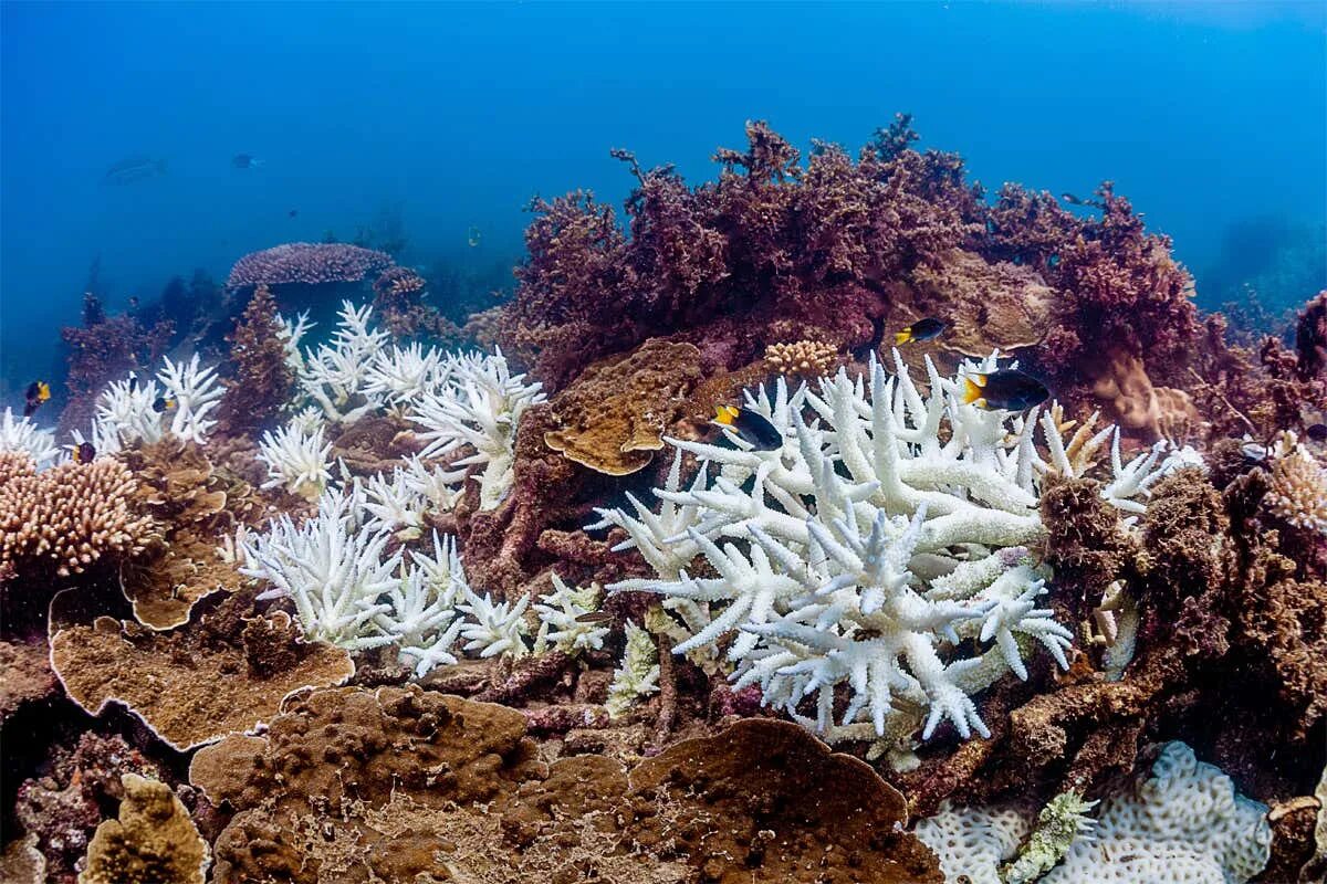 Great coral reef. Большой Барьерный риф Австралия. Коралловый Барьерный риф в Австралии. Австралия Барьерный риф кораллы. Большой Барьерный риф биоценоз.