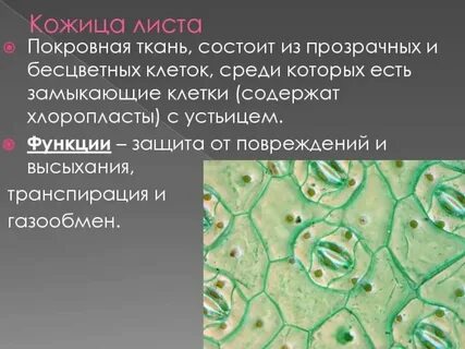 Какая основная функция покровной ткани