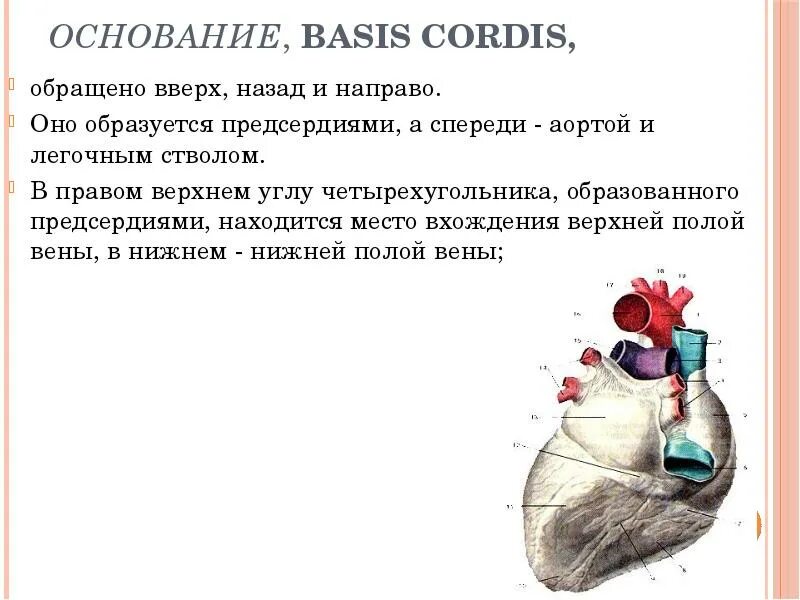 Basis CORDIS. Базис у сердца. 1. Basis CORDIS. Характеристика правого предсердия