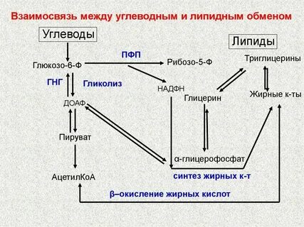 Синтез и транспорт углеводов и липидов