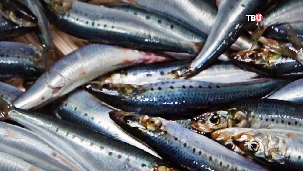 Иваси море. Скумбрия иваси. Иваси море. Сельдь иваси рыба. Иваси рыба.