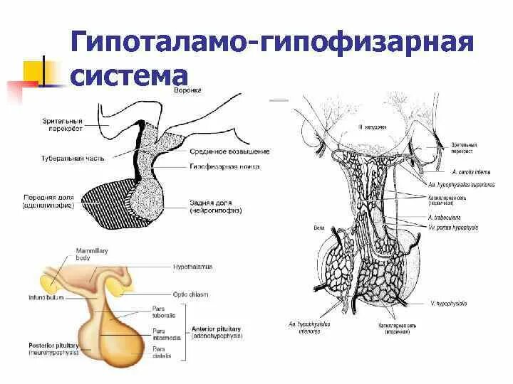 В работе гипоталамо гипофизарной системы заложен принцип. Эндокринная система гипоталамо-гипофизарная система. Схема гипоталамо-гипофизарной нейросекреторной системы. Схема работы гипоталамо-гипофизарной системы. 5. Гипоталамо-гипофизарная система.