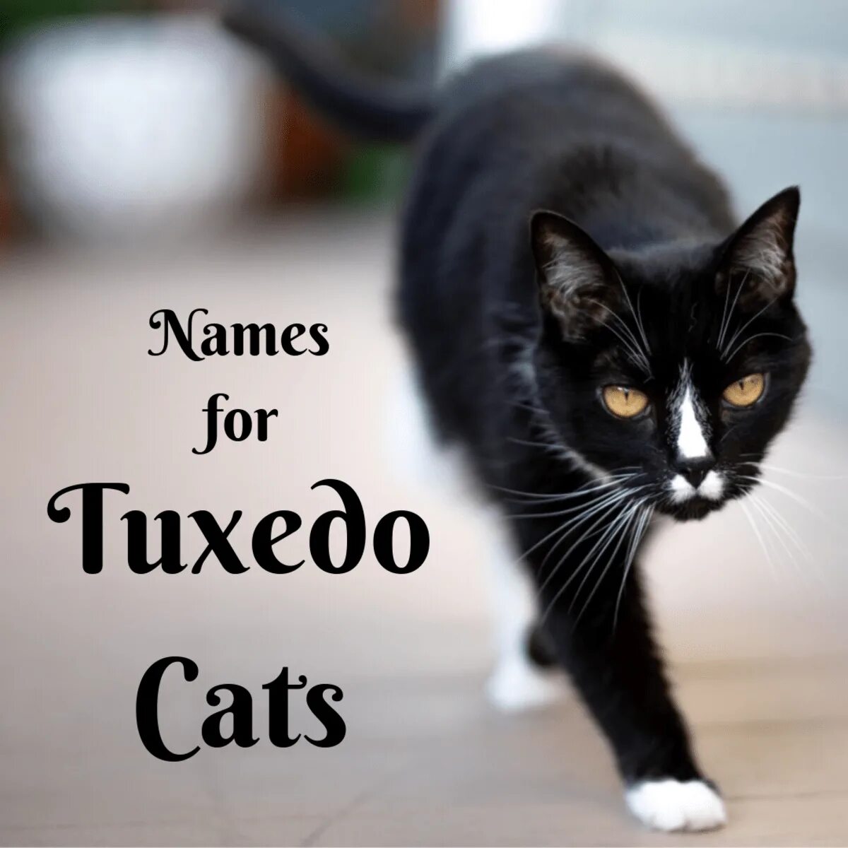 Имя для черно белого кота. Имя для кошечки. Имена для кошек. Имена для кошек девочек. Красивые имена для кошек.