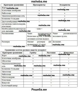 Сравнение клеток эукариот таблица 9 класс биология