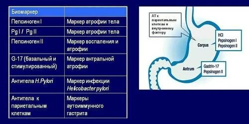 Пепсиноген 2 что показывает. Гастрин пепсиноген. норма пепсиногена 1 в крови у взрослого. гастропанель интерпретация результатов. гастропанель при атрофическом гастрите.