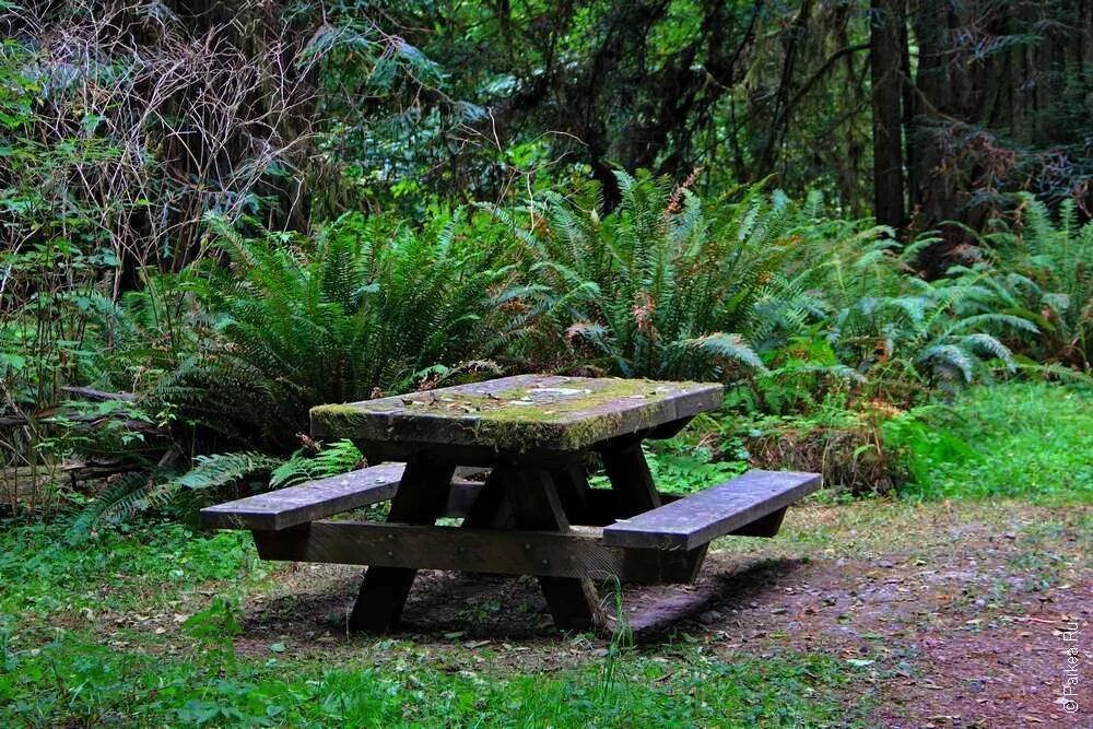 Лавка в лесу. Лавочка со столиком в лесу. Лесные столики. Стол в лесу. Стул в лесу.