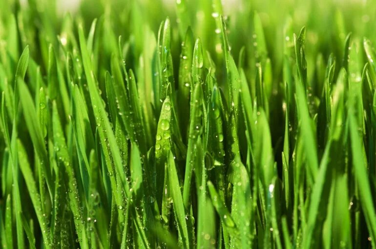 Пшеница зеленая картинки. Зерновое поле. Озимая зелень. Зеленое поле пшеницы. Лук батун рассада.