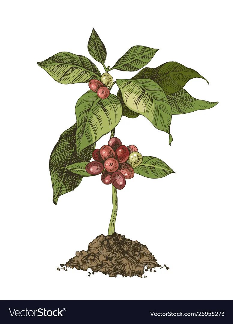 Сосед кофейного дерева на гербе. Кофейное дерево иллюстрация. Веточка кофейного дерева. Кофе и цветы. Ветка кофейного дерева с ягодами.