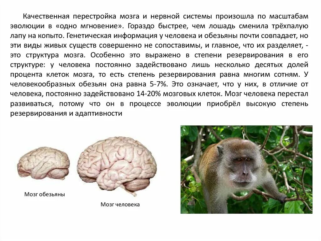 Какой мозг у приматов. Мозг обезьяны строение. Сходства мозга человека и шимпанзе. Мозг приматов. Головной мозг приматов.