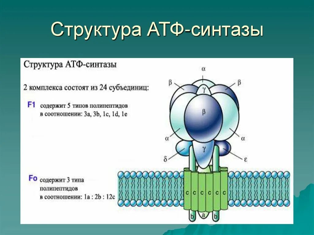 АТФ синтаза механизм. Протонная АТФ синтаза строение. H+-АТФ- синтаза, строение. Атрсинтетазный комплекс.