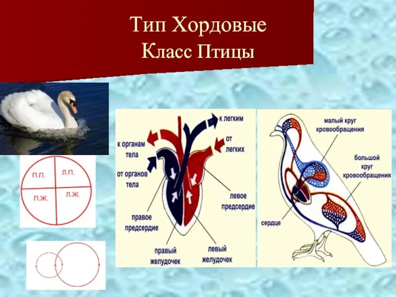 Птицы теплокровные хордовые потому что