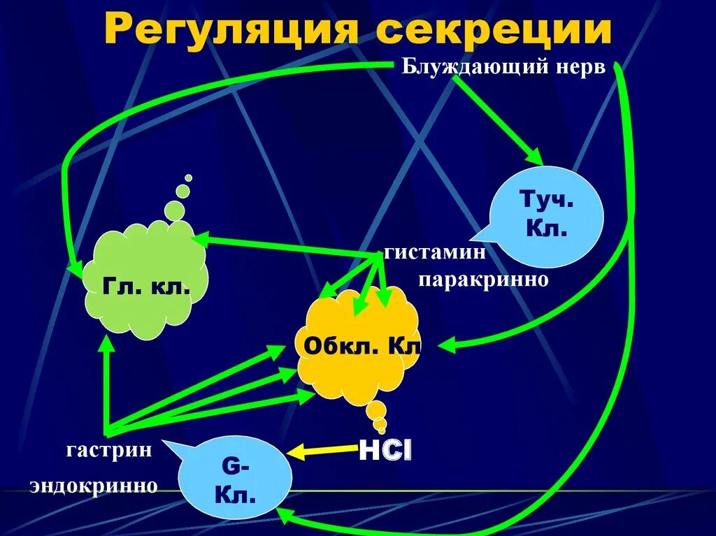 Гистамин желудочную секрецию. Регуляция секреции гастрина. гастрин регуляция выработки. регуляция кишечной секреции. гормональная регуляция гистамина.
