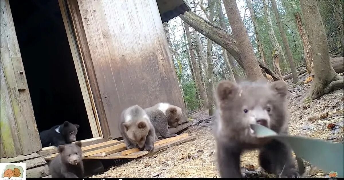 Спасение медвежат. Центр спасения медвежат тверской области. центр спасения медвежат-сирот в тверской области. медвежата сироты в тверской области. спасение медвежат тверская область.