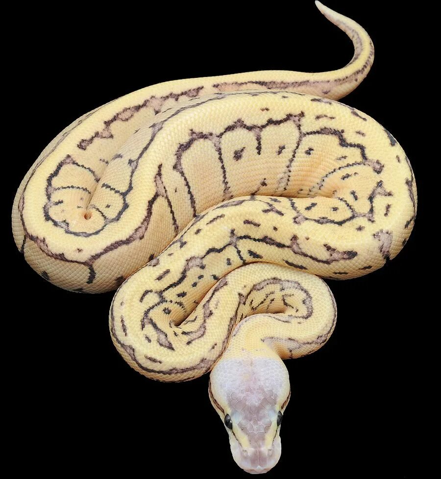 Lover в питоне. Питон змея. Королевский питон в дикой природе. Змейка на питоне. Ящерица питон.