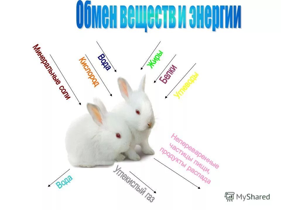 какое общее свойство живых систем иллюстрирует эта взаимосвязь заяц. обмен веществ кролика. обмен веществ кролика. обмен веществ у животных. обмен веществ кролика.
