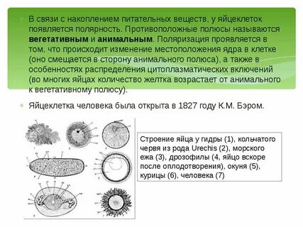 Накопление питательных веществ яйцеклетки
