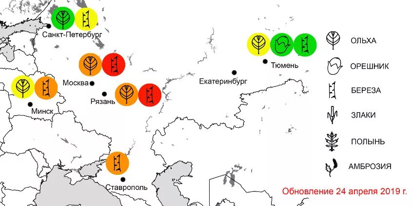 Карта пыления березы. Карта берез в России. Карта пыления березы в России. Карта пыльцы березы