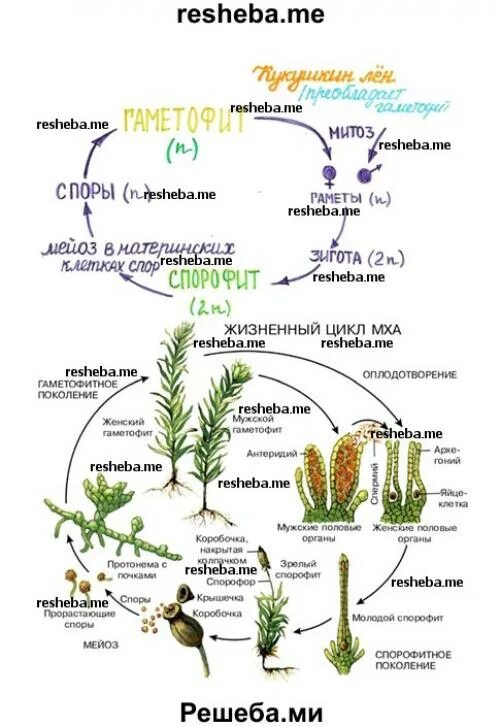 Цикл мха сфагнума схема. Жизненный цикл мха сфагнума схема. Цикл мхов схема. Отдел Моховидные мхи жизненный цикл. Мейоз кукушкиного льна