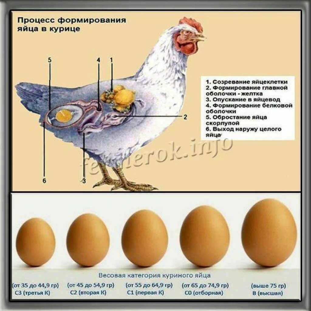 У молодых цыплят нет заметных половых различий
