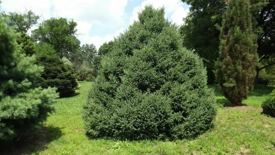 Сорта ели черной. Ель черная Picea Mariana. Ель черная Доумети (Picea Mariana Doumetii). Ель Picea Mariana Beissneri. Picea Mariana – ель Мариана.