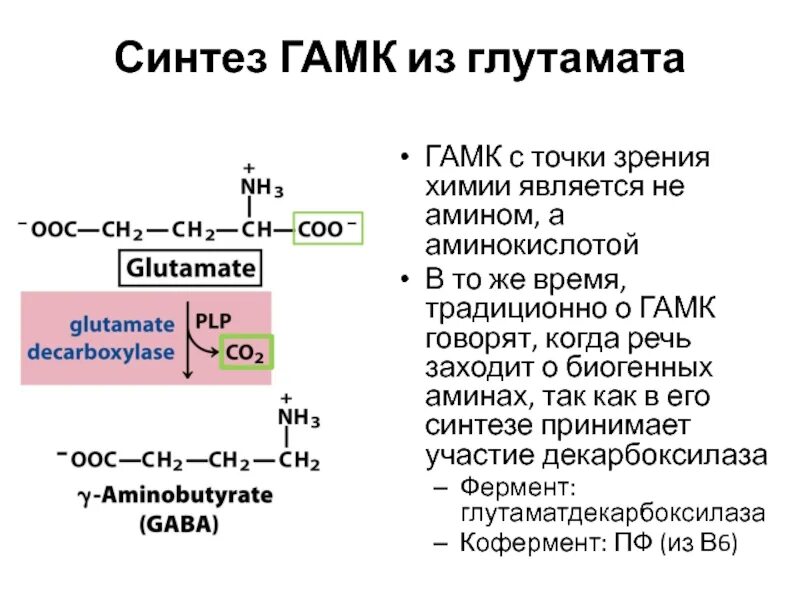 Белки синтезируются из аминокислот