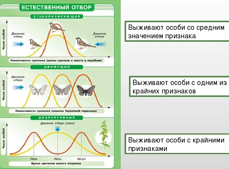 Естественный отбор характеристика и примеры. Виды естественного отбора схемы. Формы естественного отбора по биологии. Формы естественного отбора движущий стабилизирующий дизруптивный. Естественный отбор формы естественного отбора.