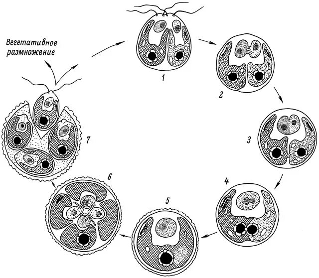 жизненный цикл хламидомонады. половое размножение споровых растений. диплоидная зигота хламидомонада. гаплоидные клетки для бесполого размножения. жизненный цикл одноклеточных водорослей.