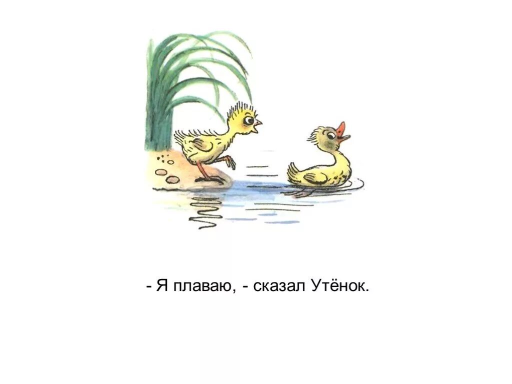 Скажи утку. Сутеев в. "цыпленок и утенок". Иллюстрации Сутеева цыпленок и утенок. Сказка цыпленок и утенок Сутеев. Сказки Сутеева цыпленок и утенок.