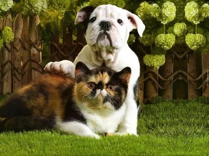Cat dog green